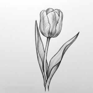 Tulpės